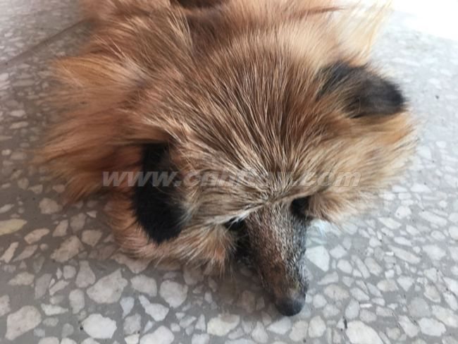 挂毯地(dì)毯：Ca007義烏楚傑工藝品有限公司